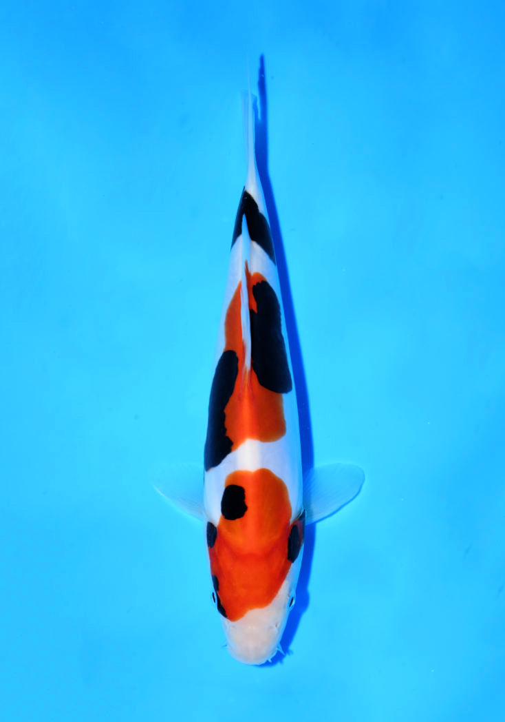 YK9-066_Seijuro_21cm_DSC_2892_edit